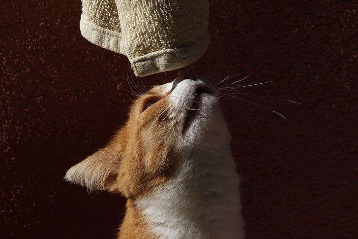 cat, curious, towel, sniff, one animal, animal themes, no people