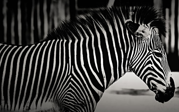 zebra, nature, animal, animals, b w, stripes, striped