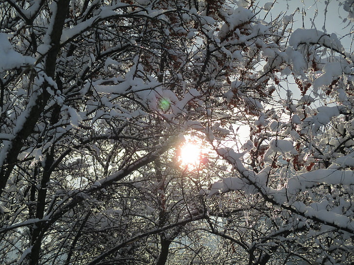 Солнце, Зима, снег, пейзаж, дерево, свет, небо