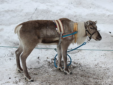 Finsko, sob, zvíře, Zimní, sníh, LED, portrét