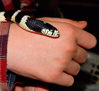 snake, california getula, chain natter, king snake, lampropeltis getula californiae, head, black and white