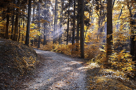 podzim, Les, Příroda, barevné podzimní les, Avar, listoví, žlutá