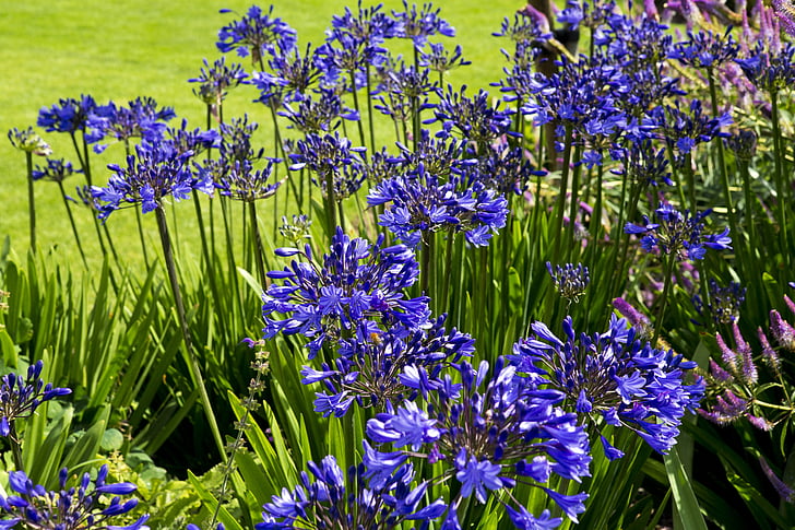 fiori di Agapanthus, blu profondo, RHS garden hall hyde, natura, viola, fiore, pianta