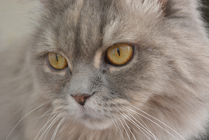 gat, gris, ulls de gat de, pelatge, valent, curiós, ulls