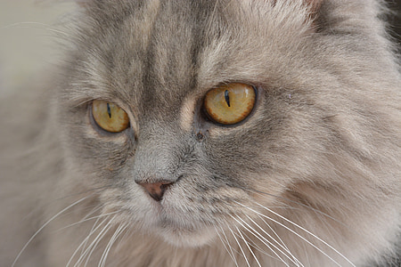 kočka, šedá, kočičí oči, kožešina, Fajn, zvědavý, oči