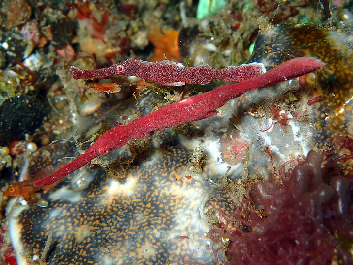 Velvet robust utsmykkede ghost pipefish, fløyel, robust, utsmykkede, spøkelse, pipefish, Reef