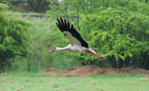 stork, flight, bird, pen, wings, nature, animal