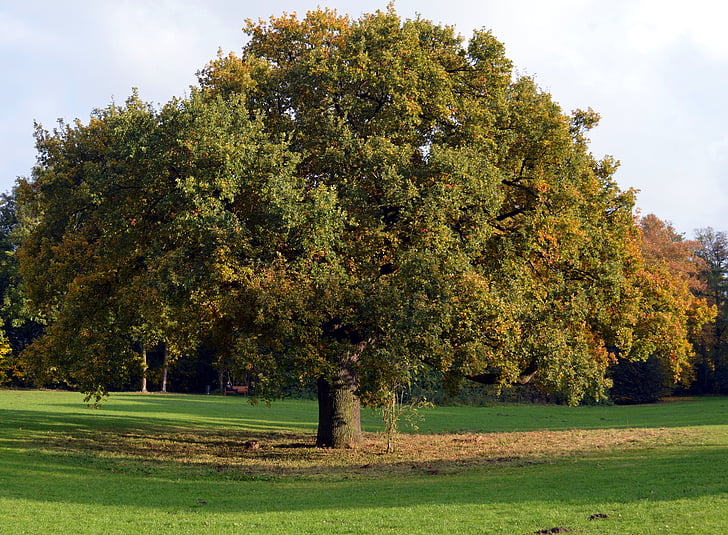 bladverliezende boom, stam, esthetische, logboek, takken, hout, herfst kleuren