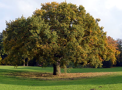 listnatý strom, kmeň, estetické, Denník, pobočky, drevo, jeseň farby
