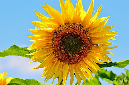 Sun flower, sommer, haven, Blossom, Bloom, gul, Helianthus