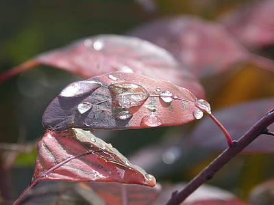 leaves, drip, dew, drop of water, macro, dewdrop, wet