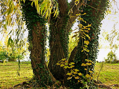 pasture, tree, tree trunks, trio, nature, weeping willow, aesthetic