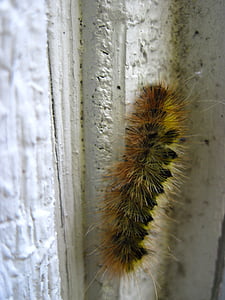 Caterpillar, klimmen, fuzzy, insect, dier, natuur, klim
