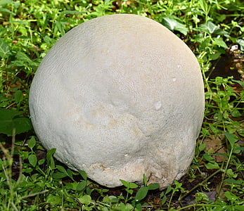 growing puffball, volleyball size, fungi, mushroom, plant, nature, wild