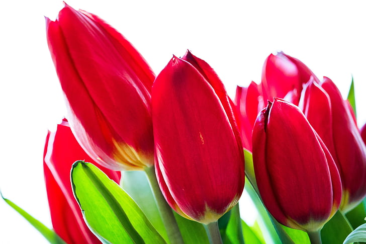 Tulipán, květ, jaro, červená, schnittblume, Zavřít, bílé pozadí