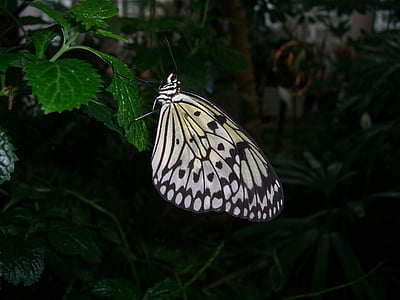 vlinder, natuur, zomer, buitenshuis