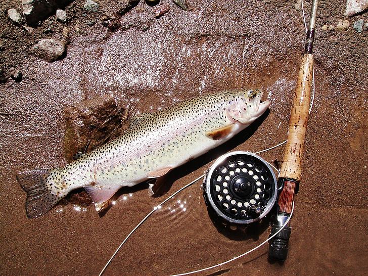 trout, fishing, return, ecology