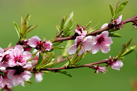 gėlė, pesco, pavasarį, Fiori di pesco, žydėti, spalvinga, filialas