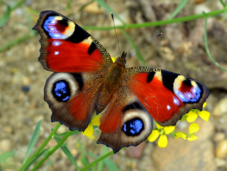 sommerfugl, øyet av peacock, fargestoffer, insekt, Butterfly - insekt, natur, dyr