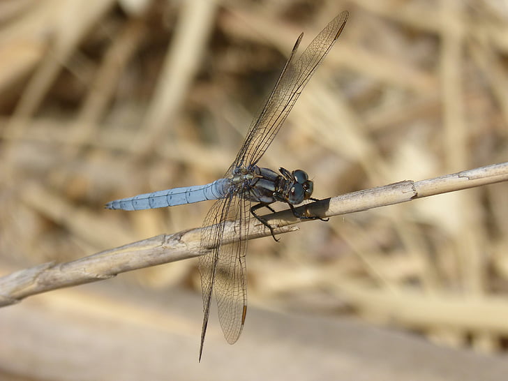 sininen dragonfly, varsi kosteikko, Orthetrum cancellatum, Dragonfly, River