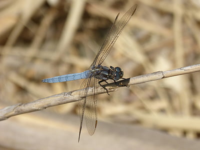 blue dragonfly, stem wetland, orthetrum cancellatum, dragonfly, river