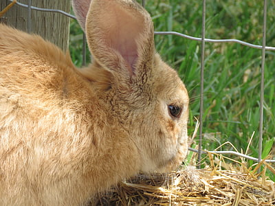 กระต่าย, กระต่าย, น่ารัก, สัตว์, ฤดูใบไม้ผลิ, น่ารัก, ขนสัตว์