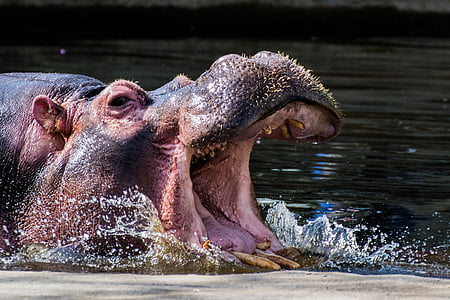 хипопотам, зъб, плуване, твърд, голям, хипопотам, вода