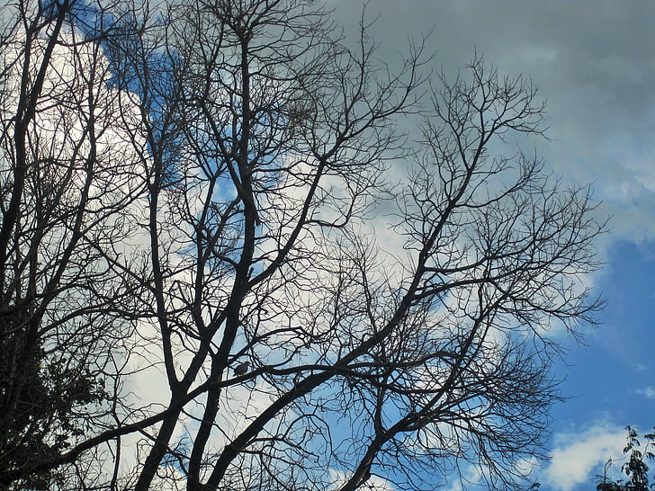 branches nues, arbres, branches, nues, dépouillé, hiver, Sky