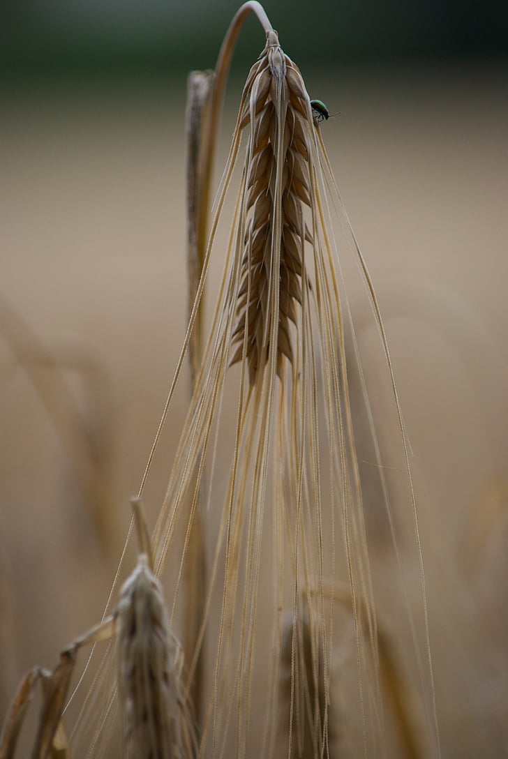 ladang jagung, musim panas, tanaman