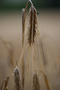 polje kukuruza, ljeto, biljka