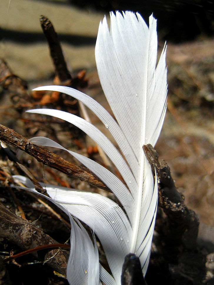 plume, blanc, nature
