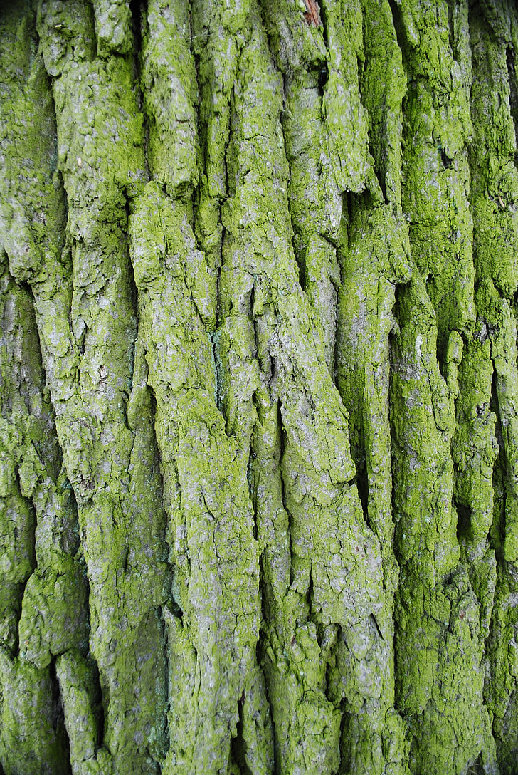 the bark, forest, tree