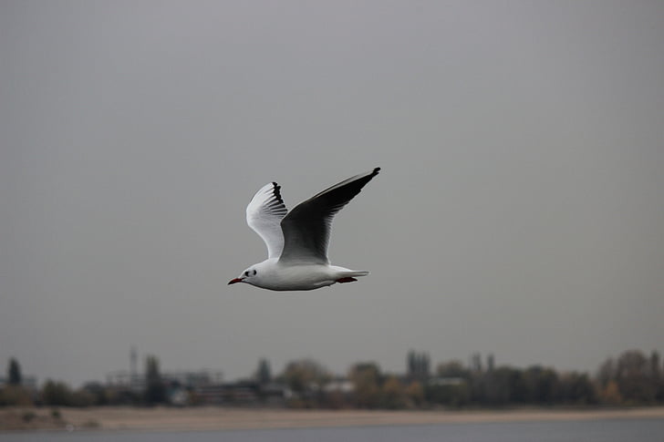 seagull, white, flight