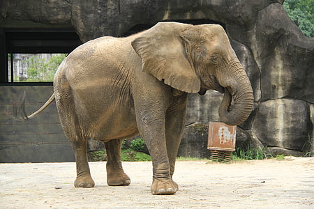 όπως, Ζωολογικός Κήπος, μεγάλα αυτιά, μακριά μύτη, ισχυρή, γη, ελέφαντας