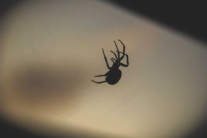 noc, ciemne, upadek, Pająk, Spider's web, jedno zwierzę, zwierzęce motywy