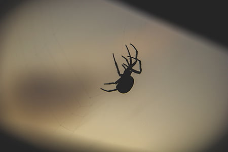 밤, 어두운, 가, 거미, 거미의 웹, 1 동물, 동물 테마