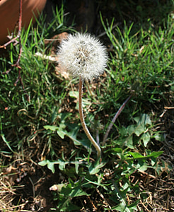 dandelion, fluff, seed, white, light, delicate, garden