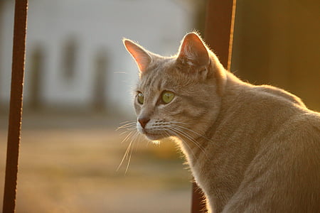 кішка, Осінь, нержавіючої сталі, Вечірній світло, кошеня, колір восени