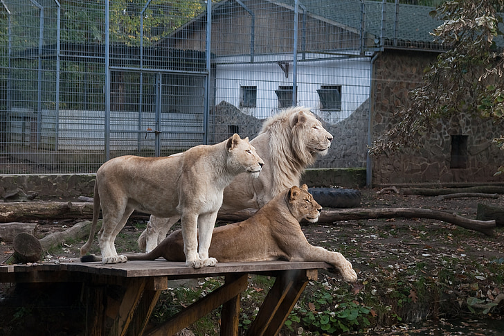 狮子, 动物园, nyíregyháza, 匈牙利