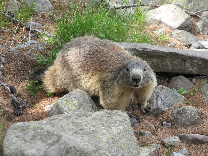 Marmot, Mountain, eläimet, Wildlife