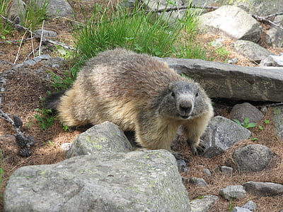 Marmot, montanha, animais, vida selvagem