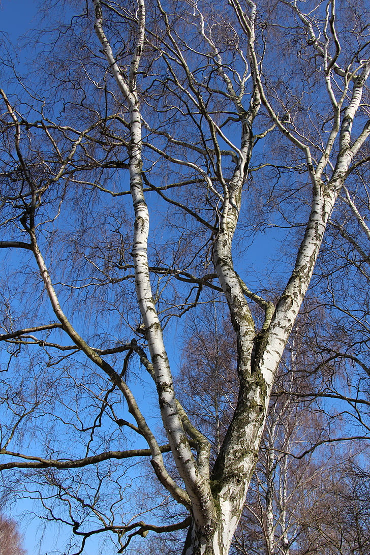 Birch, estetika, alam, pohon