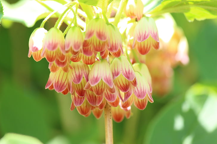 mantenboshi, flowers, spring
