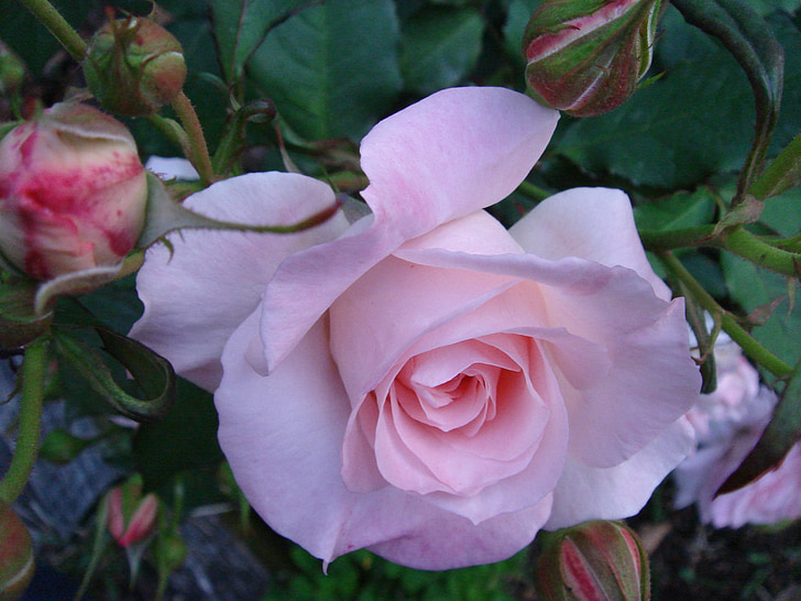 steeg, bloemen, plant