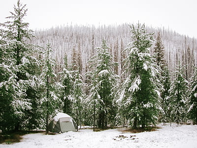 gray, dome, tent, among, green, pine, trees