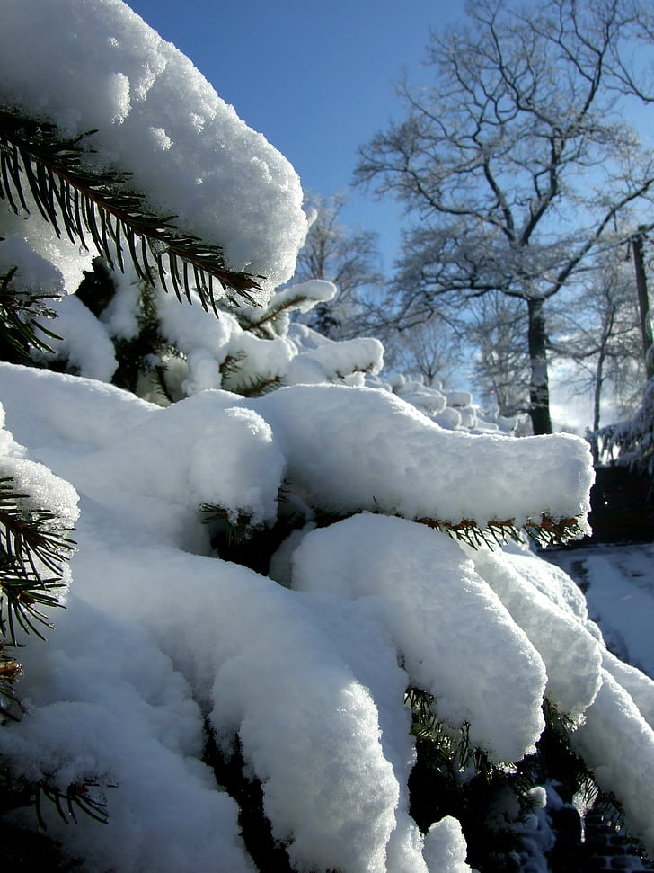 winter, snow, garden
