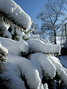 vinter, snö, trädgård