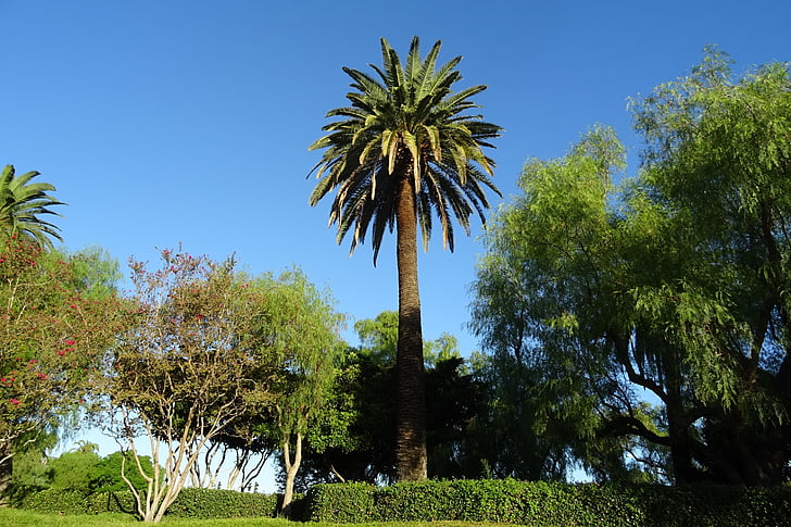 Palm, koks, Phoenix canariensis, Kanāriju salu dateļu palma, Flora, California, ASV