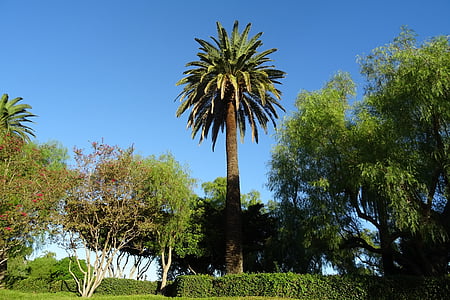 palm, tree, phoenix canariensis, canary island date palm, flora, california, usa