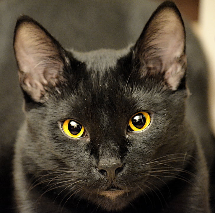 svart katt, Nærbilde, feline, kjæledyr, søt, øyne, dyr